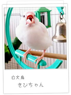 白文鳥　きびちゃん