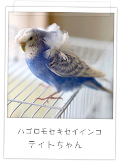 ハゴロモセキセイインコ　ティトちゃん