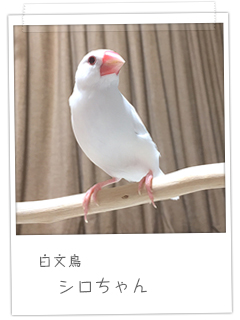 白文鳥　シロちゃん