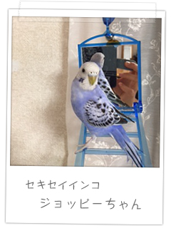 セキセイインコ　ジョッピーちゃん