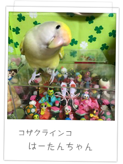 コザクラインコ　はーたんちゃん