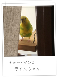 セキセイインコ ライムちゃん