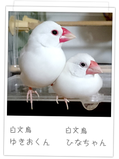 白文鳥 ゆきおくん、ひなちゃん