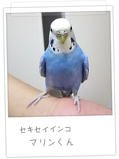 セキセイインコ マリンくん