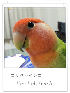 コザクラインコ らむらむちゃん