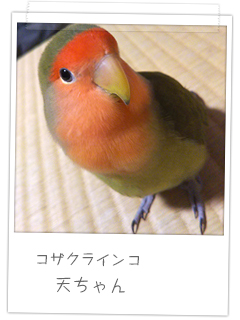 コザクラインコ　天ちゃん