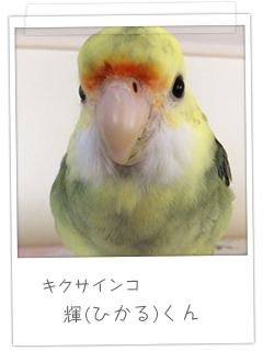 キクサインコ　輝くん