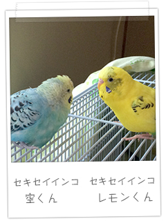 セキセイインコ　空くんとレモンくん