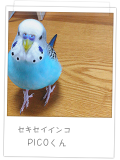 セキセイインコ　PICOくん