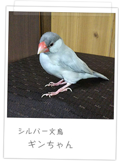 シルバー文鳥ギンちゃん