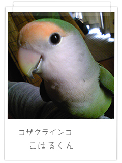コザクラインコ こはるくん