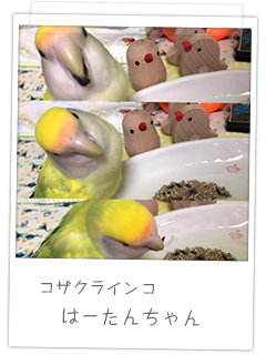 コザクラインコ　はーたんちゃん