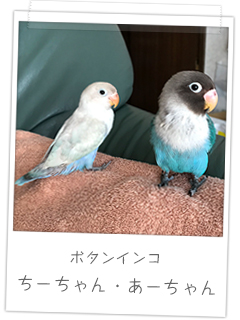 ボタンインコ　ちーちゃんとあーちゃん