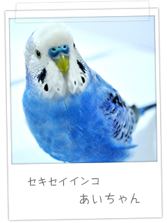 セキセイインコ　あいちゃん