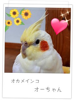 オカメインコ　オーちゃん