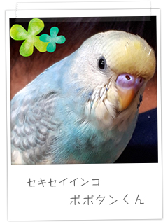 セキセイインコ　ポポタンくん