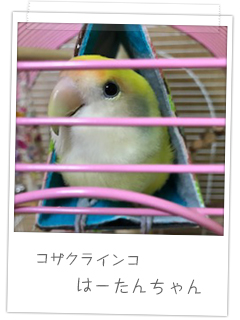 コザクラインコ　はーたんちゃん