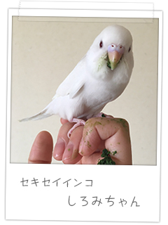 セキセイインコ しろみちゃん