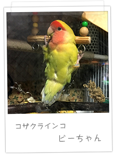 コザクラインコ ビーちゃんです！