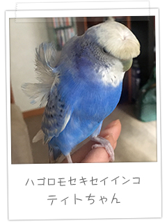 ハゴロモセキセイインコ　ティトちゃん