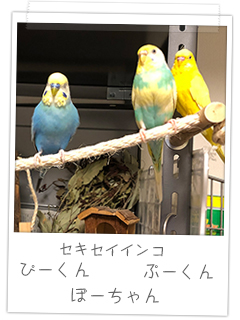 セキセイインコ　ぴーくん ぽーちゃん ぷーくん