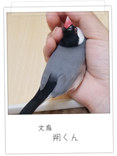 文鳥　朔くん