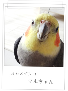 オカメインコ　マルちゃん