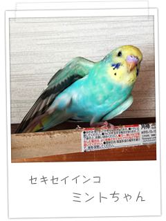 セキセイインコ　ミントちゃん