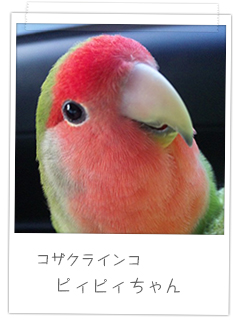 コザクラインコ ピィピィちゃん