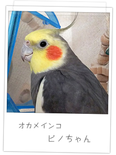 オカメインコ　ピノちゃん