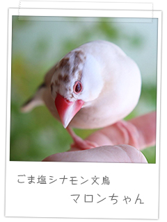 ごま塩シナモン文鳥　マロンちゃん