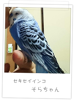 セキセイインコ　そらちゃん