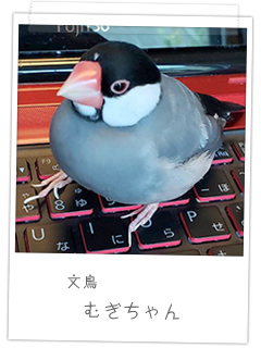 文鳥　きびちゃん