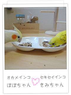 オカメインコ ぽぽちゃん　セキセイインコ きみちゃん