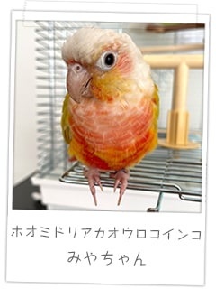 ホオミドリアカオウロコインコ　みやちゃん