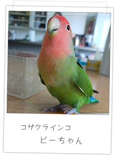 コザクラインコ　ピーちゃん