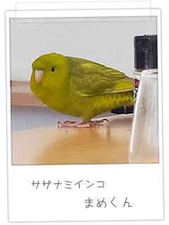 サザナミインコ　まめくん