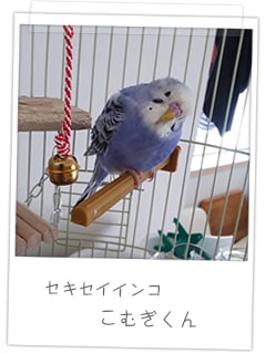 セキセイインコ　こむぎくん