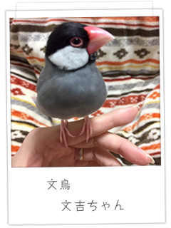 文鳥　文吉ちゃん