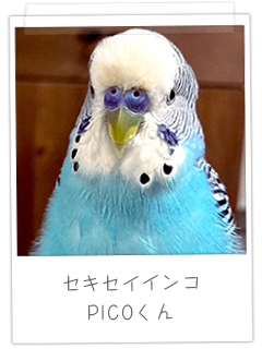 セキセイインコ　PICOくん