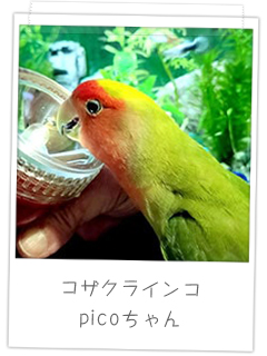 コザクラインコ　picoちゃん