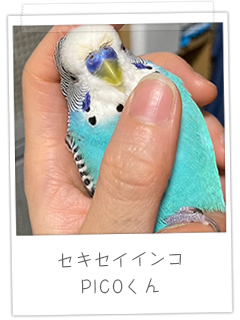 セキセイインコ　PICOくん