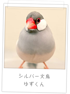 シルバー文鳥　ゆずくん
