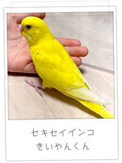 セキセイインコ　きいやんくん