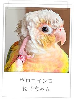 ウロコインコ　松子ちゃん