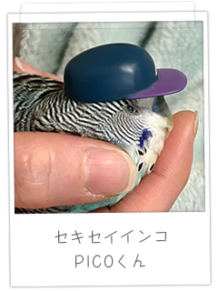 セキセイインコ　PICOくん