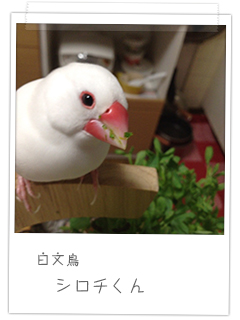 白文鳥 シロチくん 単独顔見せver