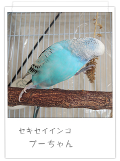 セキセイインコ ブーちゃん