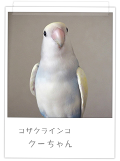 コザクラインコ クーちゃん