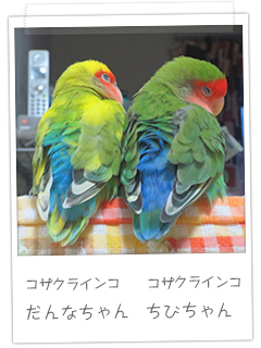 コザクラインコ だんなちゃん　コザクラインコ ちびちゃん